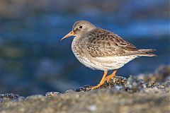 Purple Sandpiper